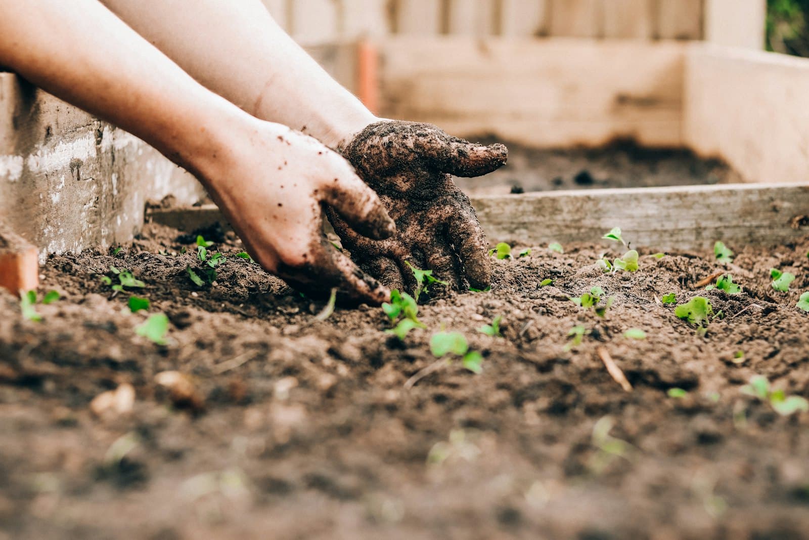 Hands planting seedlings in fresh garden soil.