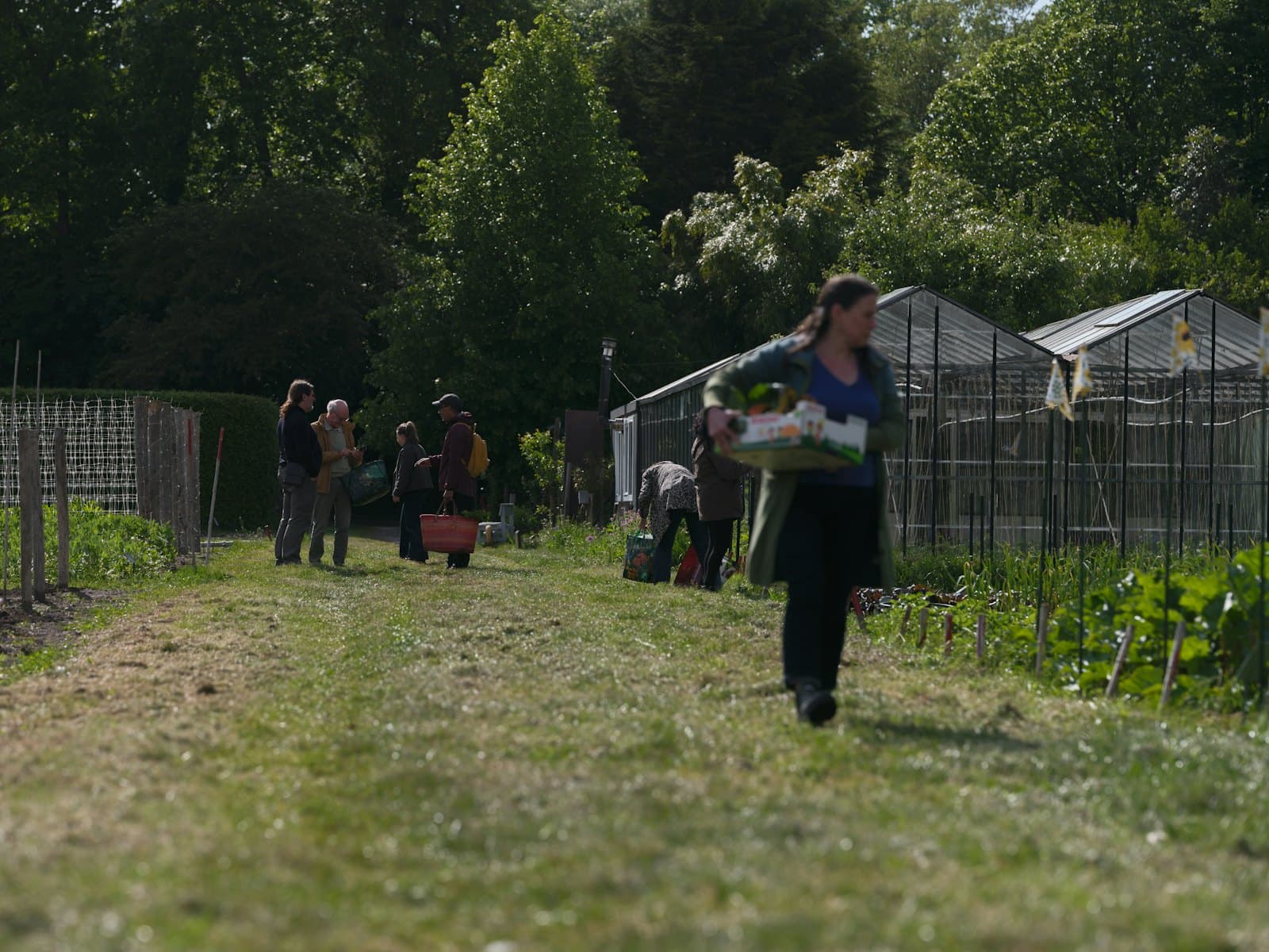 A woman carrying a tray of produce along a grass path in a community garden.